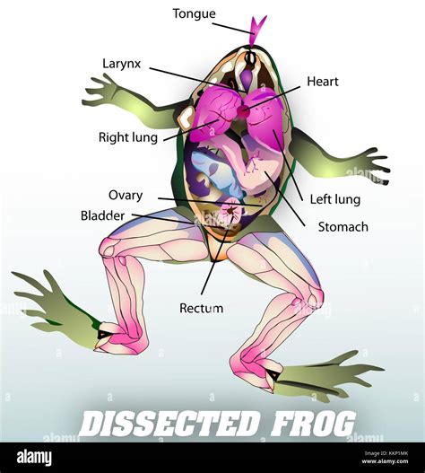 Circulatory System Of A Frog