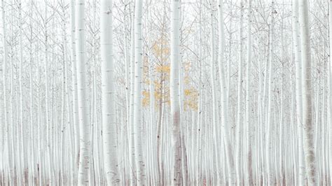 Wallpaper white, trees, forest, 4k, Nature #16745