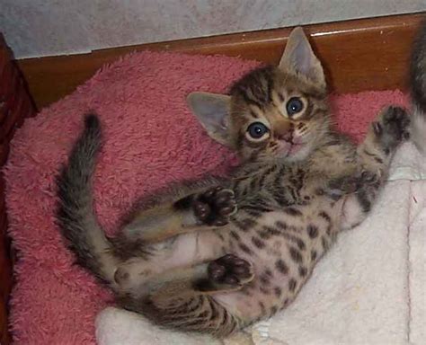 Cute Ocicat Kittens Photos