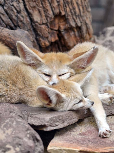 Fennec Fox Amsterdam Zoo 2 | Pet fox, Cute wild animals, Sleeping animals