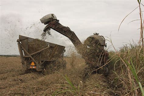 Sugarcane Harvesting Photograph by Ronald Olivier - Fine Art America