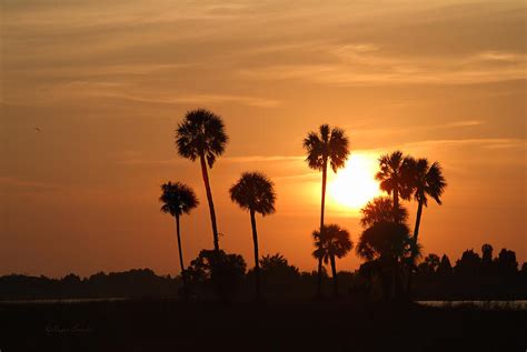 Sunset Palms 1 Photograph by Roger Snyder - Fine Art America