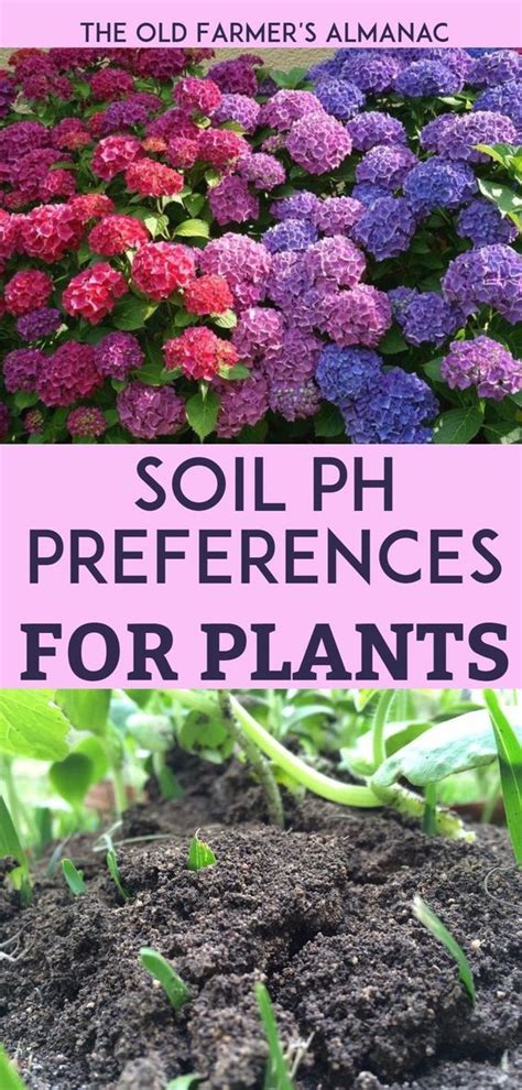 Use our chart to find the proper pH levels for all the plants in your garden! From Almanac.com ...