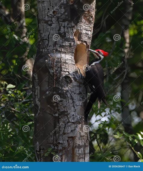 Male Pileated Woodpecker Looking into Nesting Tree Cavity Stock Image ...