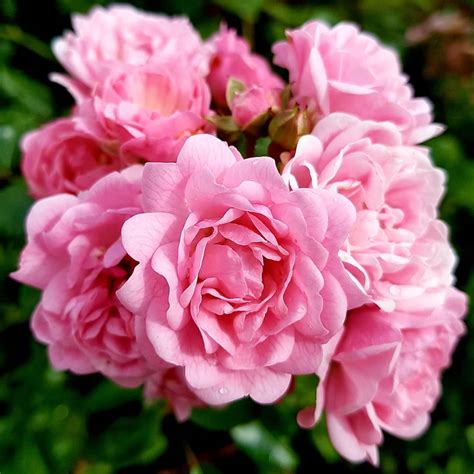 10 Best Groundcover Roses and Care Must-Knows - SONG OF ROSES