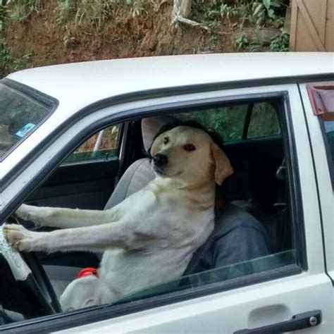 dog driving Blank Template - Imgflip