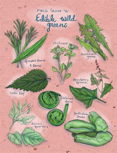 Field Guide To: Edible Wild Greens | Edible Alaska