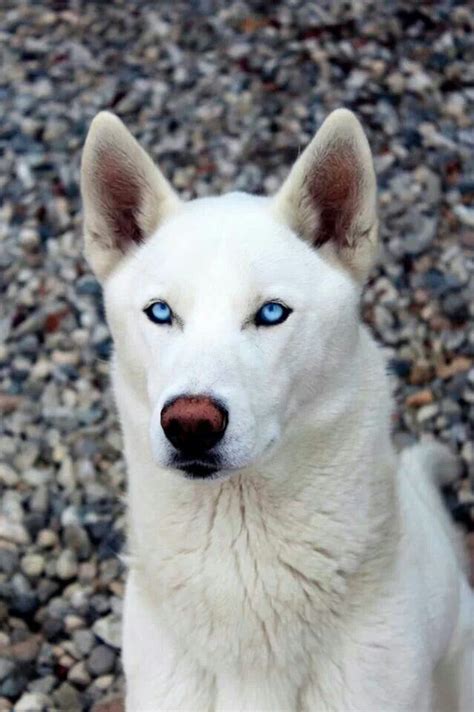 White husky with beautiful blue eyes. | {Adorable Animals} | Pinterest ...