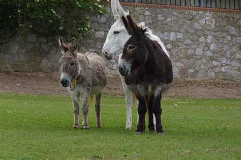 Sidmouth Donkey Sanctuary, Devon, June 2012 - ZooChat