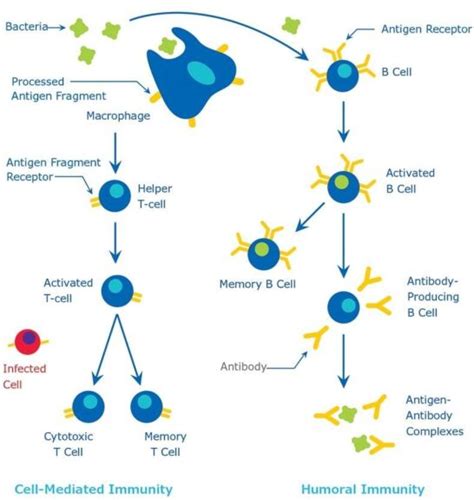 Humoral Response Diagram