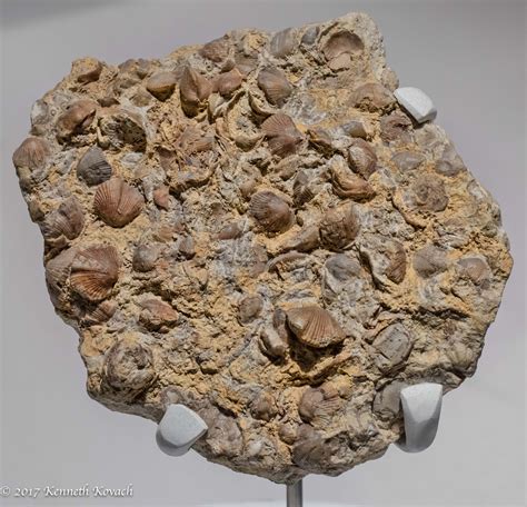 Shell Fossils for Sharon - People and Animals - Topaz Discussion Forum