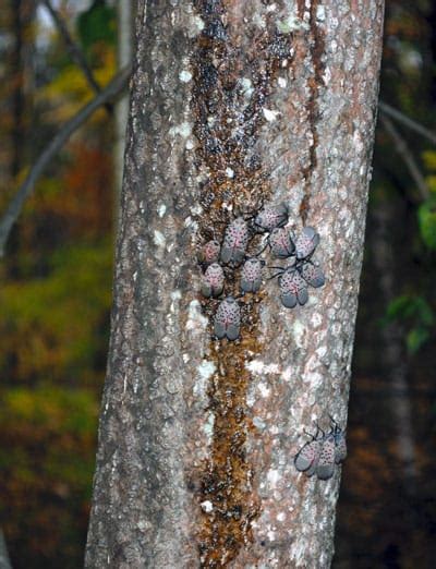 blog-spotted-lanternfly-damage - Organic Plant Care LLC | Tree Service in Hunterdon, Morris ...