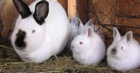 Californian Rabbit Breed Information and Pictures - PetGuide.com | PetGuide