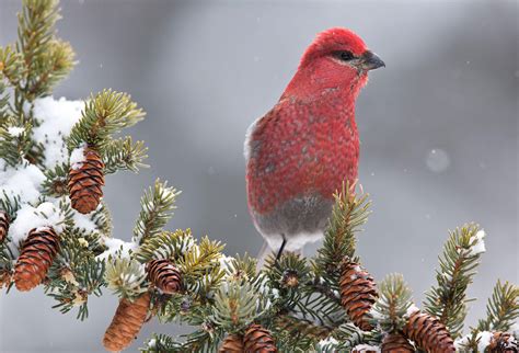 Audubon Christmas Cards 2020 | Christmas 2020