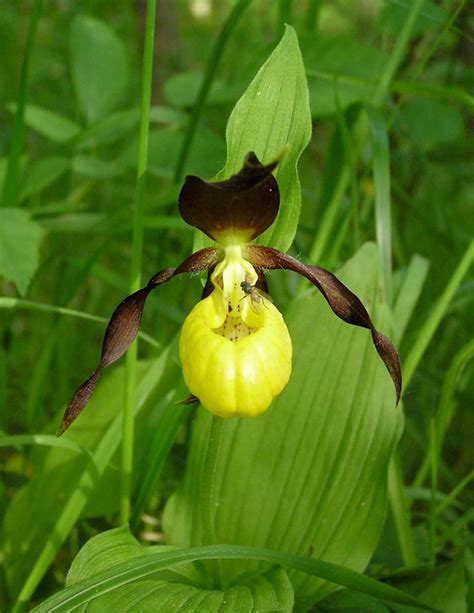 Cypripedium calceolus | Orchids Wiki | FANDOM powered by Wikia