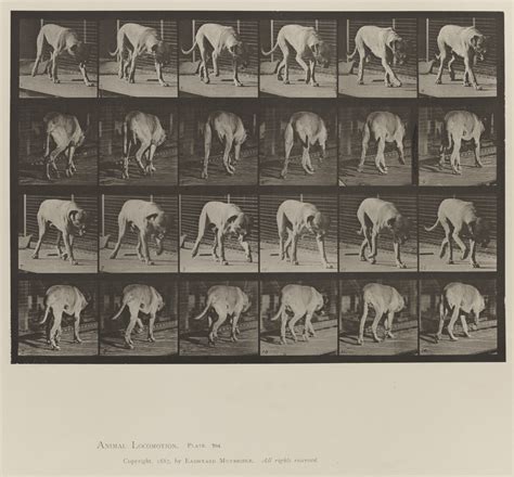 Eadweard Muybridge, "Animal Locomotion, Volume X, Domestic Animals. Plate 704" (1887) | PAFA ...