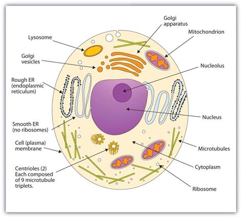 Animal Cell Diagrams | Human cell diagram, Cell diagram, Animal cell project