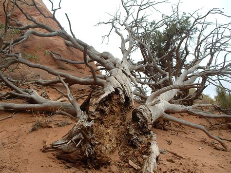 Free Old Dead Tree Stock Photo - FreeImages.com