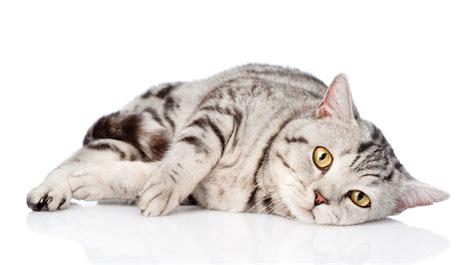 Anemia In Cats and Kittens: Symptoms, Causes, Diagnosis and Treatment