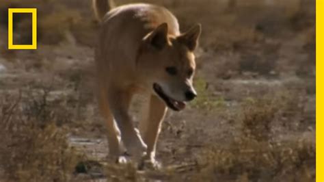 Dingo vs. Kangaroo | National Geographic - YouTube