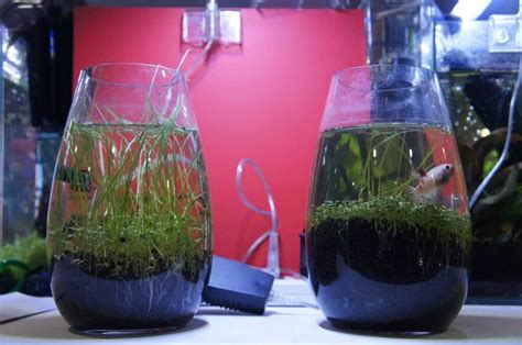 Setting Up A Planted Fish Bowl - Aquariadise