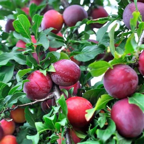 Plum Satsuma Dwarf - Fruit Trees - Garden World Nursery