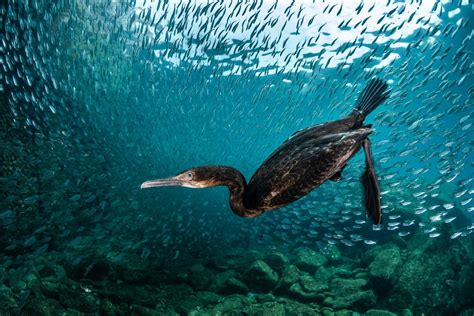 Incredible Winners of the Bird Photographer of the Year 2020 Contest