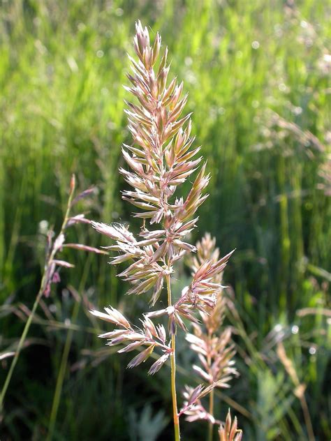 400 COMMON JUNEGRASS June Grass Crested Hair Ornamental | Etsy