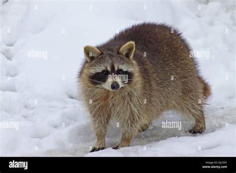 Common raccoon hi-res stock photography and images - Alamy