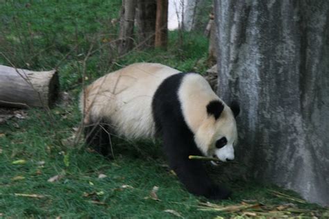 Chengdu Giant Panda Base, Chengdu Research Base of Giant Panda Breeding ...