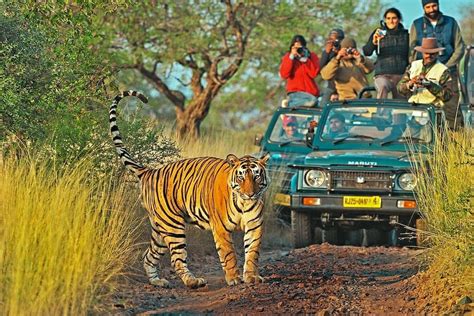 Let's go on a pleasant trip to Ranthambore National Park - Ranthambore ...