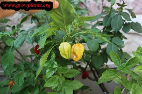 Capsicum chinense - How to grow & care