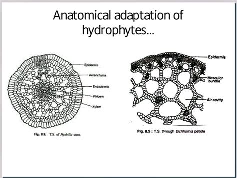 Adaptation of Hydrophytes & Xerophytes : Plantlet