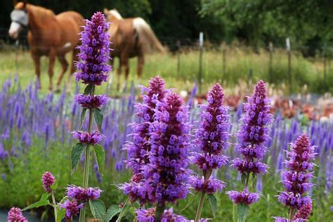 More Agastache varieties Archives - Danziger