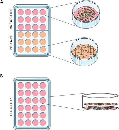 A Cell Culture Model for Studying the Role of Neuron-Glia Interactions ...