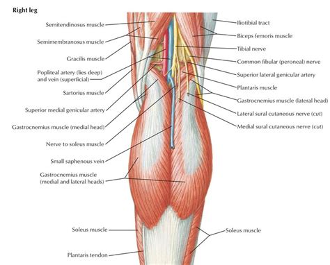 Popliteal Fossa Anatomy and Contents | Bone and Spine