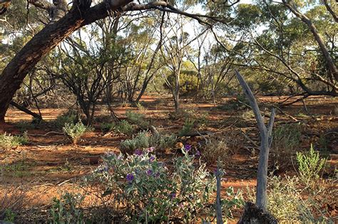 Restoring Native Vegetation For Malleefowl Habitat - Greening Australia - Greening Australia