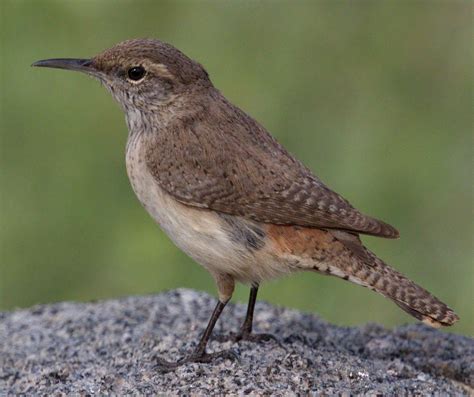 Rock Wren | San Diego Bird Spot