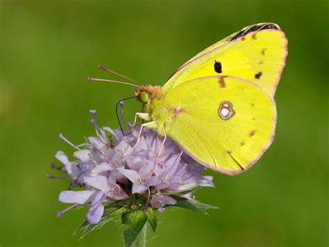 Clouded Yellow | Butterfly Conservation