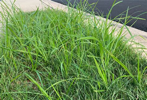 Yellow Nutsedge | Natural Green Lawn and Pest