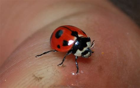 Nine-Spotted Ladybug, Long-Absent New York State Insect, Is Back - The New York Times