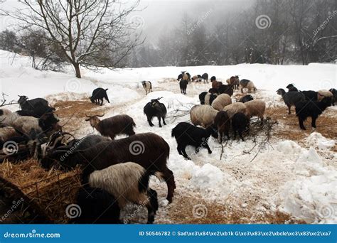 Herd of goats stock photo. Image of outdoors, windmill - 50546782