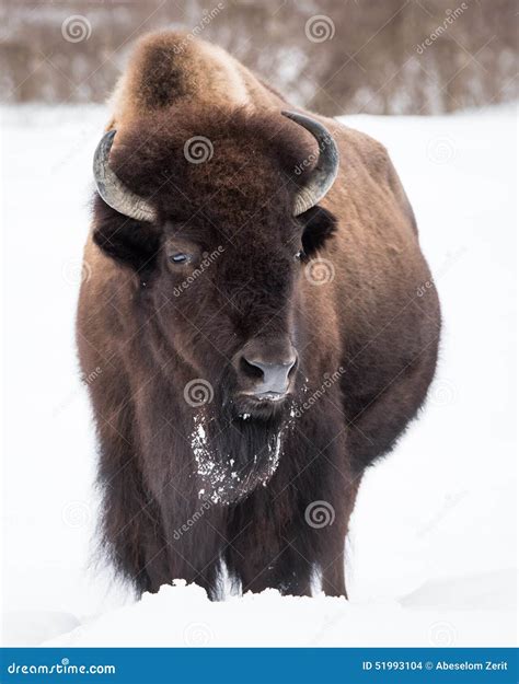 American Bison in Snow III stock photo. Image of united - 51993104