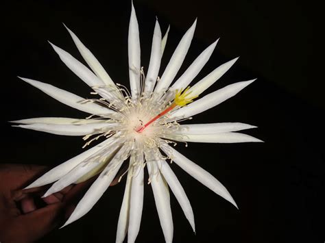 Kadupul (Epiphyllum) - queen of the night Flower Blooming - mihisaraTUBE