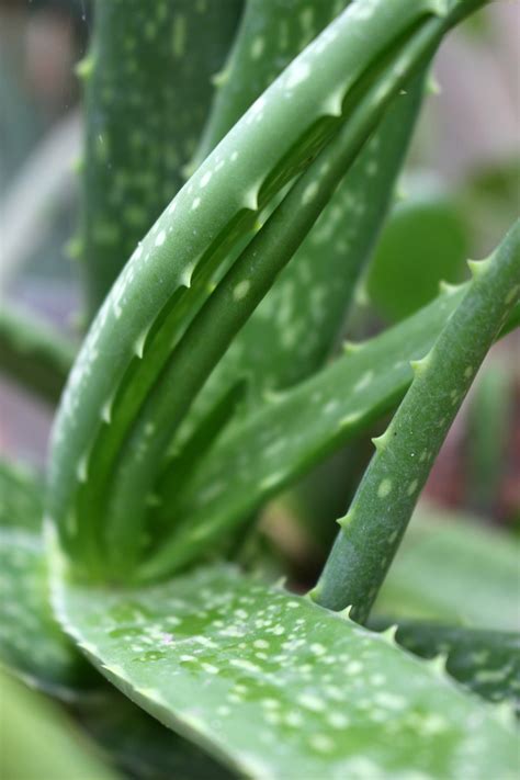Aloe Vera Plant Growing Free Stock Photo - Public Domain Pictures