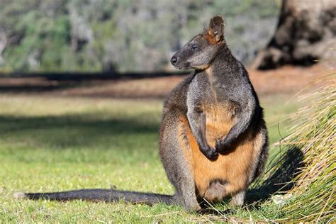 Where can you see wild Australian animals in Sydney?