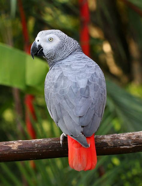 African grey parrot | African grey parrot, African grey, Parrot