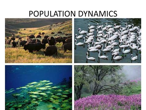 PPT - POPULATION DYNAMICS PowerPoint Presentation, free download - ID:2108099