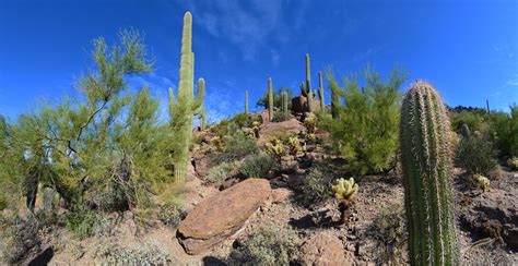 Sonoran Desert Landscape | Desert landscaping, Sonoran desert, Plants