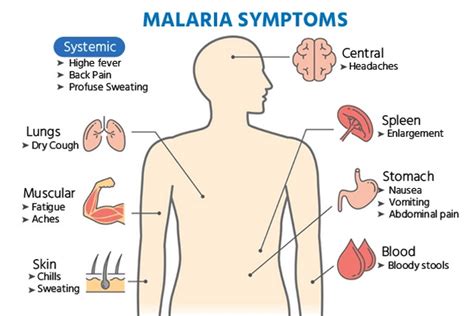 Sign, Complications and Symptoms of Malaria Disease